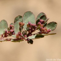 Euphorbia thymifolia L.